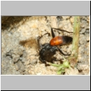 Arachnospila anceps - Wegwespe w003a 7-8mm - OS-Hasbergen-Lehmhuegel-det.jpg